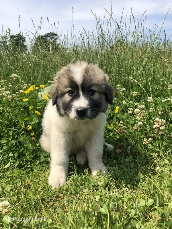 Luna – Great Pyrenees puppy for sale in Waterloo, NY