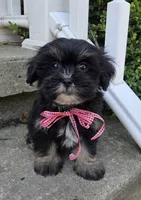 O’ Henry, a male Shihpoo for sale in Waterloo, NY – 4 of 7