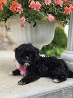 Lucy, a female Shihpoo for sale in Waterloo, NY – 3 of 5