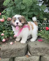 Polly, a female Shihpoo for sale in Waterloo, NY – 3 of 5