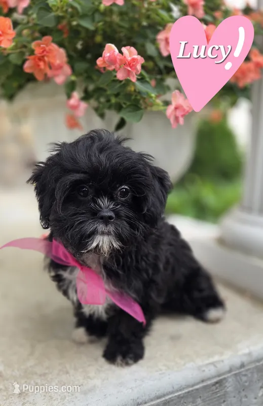 Lucy – Shihpoo puppy for sale in Waterloo, NY
