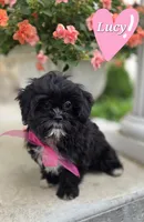 Lucy, a female Shihpoo for sale in Waterloo, NY – 1 of 5