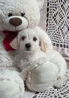 Taffy, a female Yorkipoo and Poodle - Toy  for sale in Waterloo, NY – Photo 2 of 4