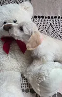 Taffy, a female Yorkipoo and Poodle - Toy  for sale in Waterloo, NY – Photo 4 of 4