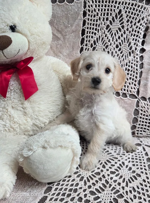 Taffy, a female Yorkipoo and Poodle - Toy  for sale in Waterloo, NY – Photo 1 of 4