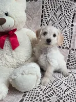 Taffy, a female Yorkipoo and Poodle - Toy  for sale in Waterloo, NY – Photo 1 of 4