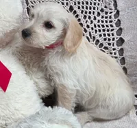 Taffy, a female Yorkipoo and Poodle - Toy  for sale in Waterloo, NY – Photo 3 of 4