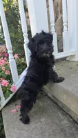 Donnie, a male Yorkipoo for sale in Waterloo, NY – 3 of 4