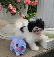 Tiny Tina , a  Shihpoo for sale in Waterloo, NY – 3 of 6