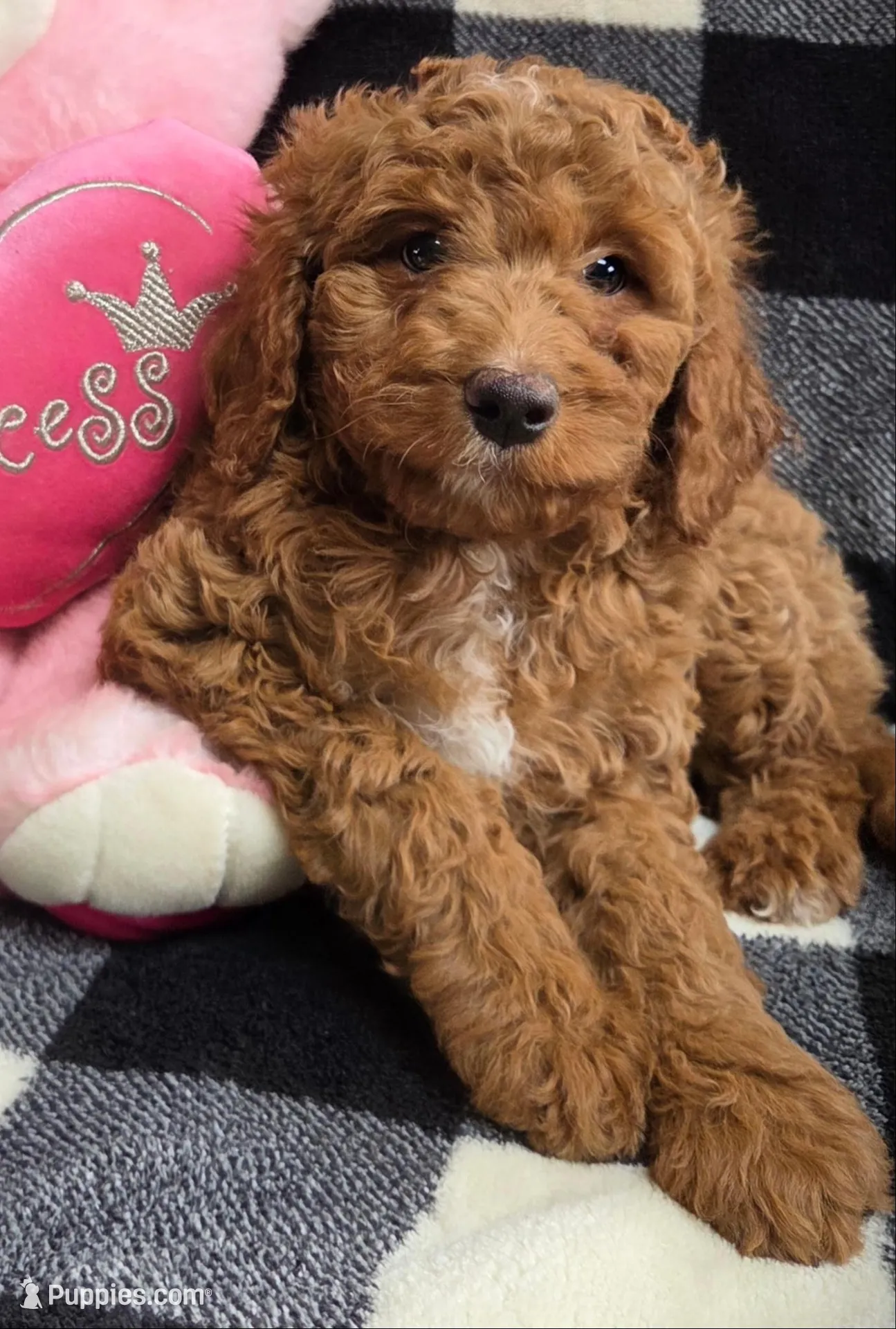 Bella – Cavapoo puppy for sale in Waterloo, NY