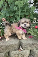 Peaches, a female Shihpoo for sale in Waterloo, NY – 3 of 6