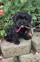 Olive, a female Shihpoo for sale in Waterloo, NY – 2 of 4