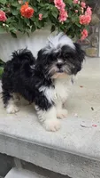 Skunky, a male Shihpoo for sale in Waterloo, NY – 2 of 9