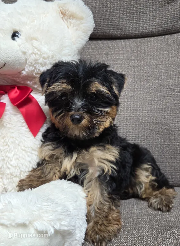 Dolly – Yorkshire Terrier puppy for sale in Waterloo, NY