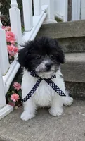 Pepper Jack, a male Shihpoo for sale in Waterloo, NY – 3 of 5