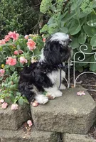 Skunky, a male Shihpoo for sale in Waterloo, NY – 8 of 9
