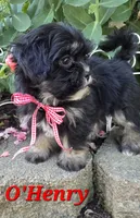 O’ Henry, a male Shihpoo for sale in Waterloo, NY – 3 of 7
