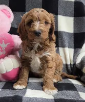 Bonnie, a female Cavapoo for sale in Waterloo, NY – Photo 1 of 4