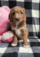 Bonnie, a female Cavapoo for sale in Waterloo, NY – Photo 4 of 4