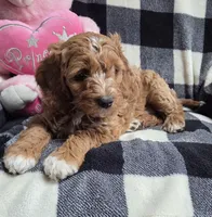 Bonnie, a female Cavapoo for sale in Waterloo, NY – Photo 3 of 4