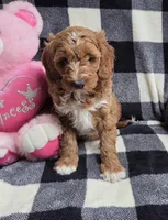 Bonnie, a female Cavapoo for sale in Waterloo, NY – Photo 2 of 4