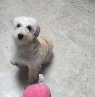 Honey , a female Yorkipoo for sale in Waterloo, NY – 7 of 7