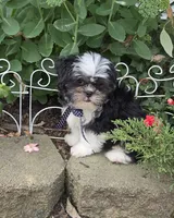 Skunky, a male Shihpoo for sale in Waterloo, NY – 6 of 9