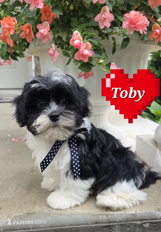 Toby – Shihpoo puppy for sale in Waterloo, NY