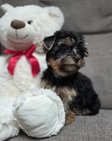 Dolly, a female Yorkshire Terrier for sale in Waterloo, NY – 4 of 5