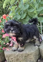 O’ Henry, a male Shihpoo for sale in Waterloo, NY – 7 of 7