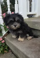 O’ Henry, a male Shihpoo for sale in Waterloo, NY – 3 of 4