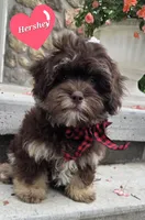 Hershey, a male Shihpoo for sale in Waterloo, NY – 1 of 4