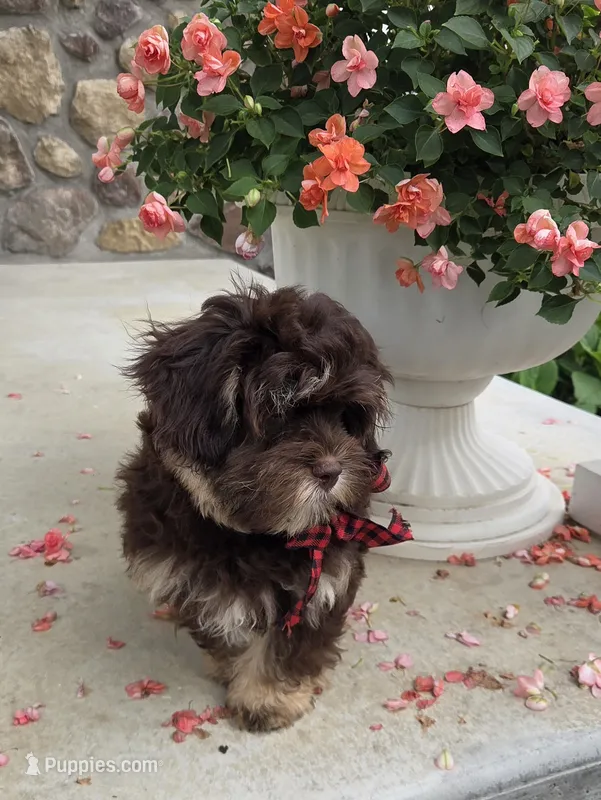 Hershey – Shihpoo puppy for sale in Waterloo, NY