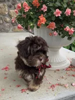 Hershey, a male Shihpoo for sale in Waterloo, NY – 4 of 4
