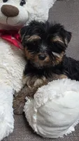 Dolly, a female Yorkshire Terrier for sale in Waterloo, NY – 3 of 5