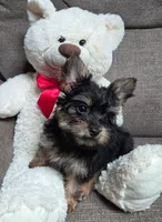Tiny Tim, a male Yorkipoo for sale in Waterloo, NY – 4 of 4