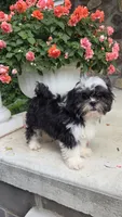 Skunky, a male Shihpoo for sale in Waterloo, NY – 3 of 9