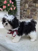 Happy Boy, a male Shihpoo for sale in Waterloo, NY – 4 of 5