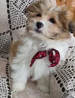 Buddy, a female Shihpoo for sale in Waterloo, NY – Photo 2 of 4