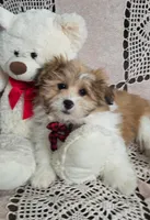 Buddy, a female Shihpoo for sale in Waterloo, NY – Photo 4 of 4