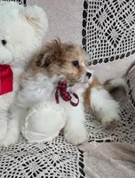 Buddy, a female Shihpoo for sale in Waterloo, NY – Photo 3 of 4