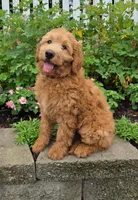 Dixie, a female Goldendoodle for sale in Waterloo, NY – 2 of 4