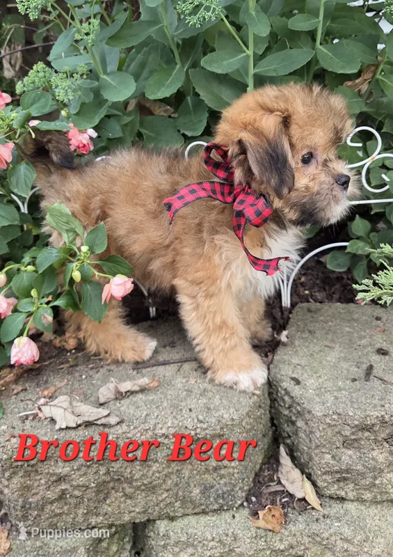 Brother Bear – Shihpoo puppy for sale in Waterloo, NY