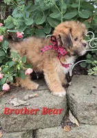 Brother Bear, a male Shihpoo for sale in Waterloo, NY – 1 of 5