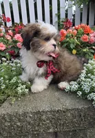 Rowley, a male Shihpoo for sale in Waterloo, NY – 3 of 4