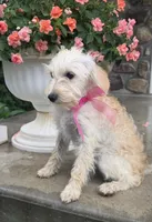 Honey , a female Yorkipoo for sale in Waterloo, NY – 3 of 7