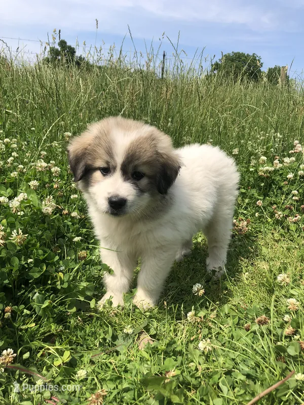 Bella – Great Pyrenees puppy for sale in Waterloo, NY