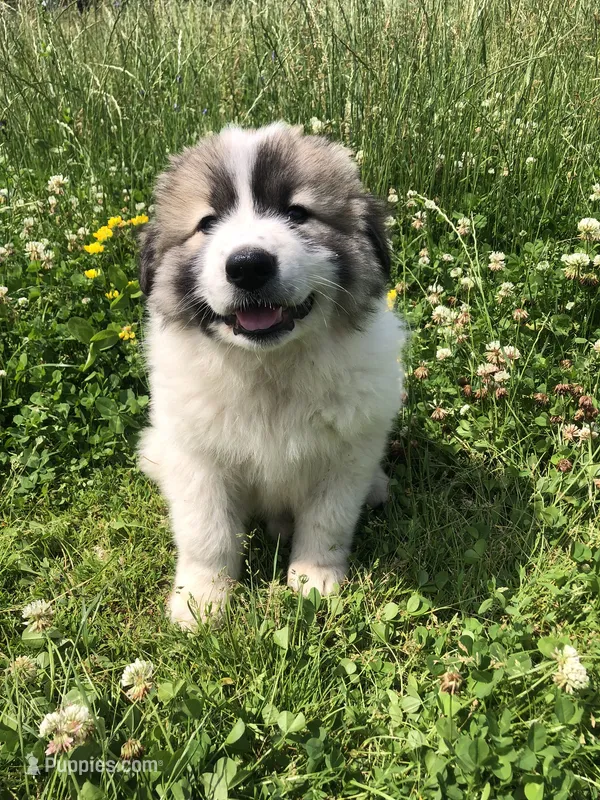 Buster – Great Pyrenees puppy for sale in Waterloo, NY