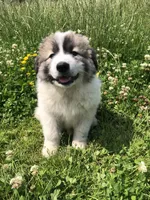 Buster, a male Great Pyrenees for sale in Waterloo, NY – 1 of 1