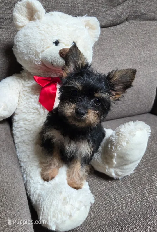 Tiny Tim – Yorkipoo puppy for sale in Waterloo, NY